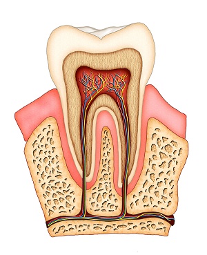 root canal therapy aurora